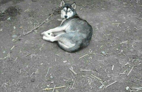 temiz xaski satilir 1 defe bala verib erkek xaskide var ikisi ayriliqd