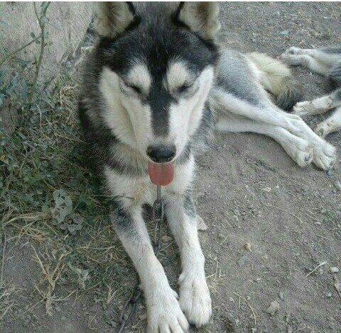 temiz xaski satilir 1 defe bala verib erkek xaskide var ikisi ayriliqd