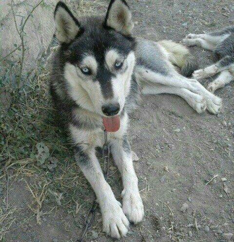 temiz xaski satilir 1 defe bala verib erkek xaskide var ikisi ayriliqd