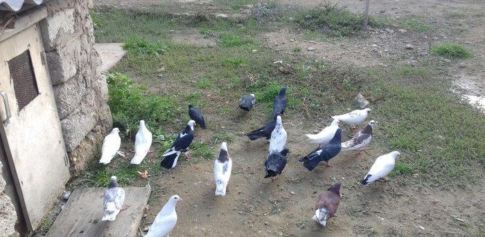 19 quwdu her cur quw var. tecili tergidirem 80 manat qiymet sondu