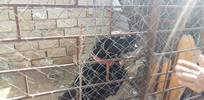 Avcarka satiram. 2 yawin var. Real alıcıya qiymət fərqi ola bilər.