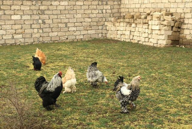 Brama cuceleri. Her yawda temiz cins brama cuceleri: gold, dark, light