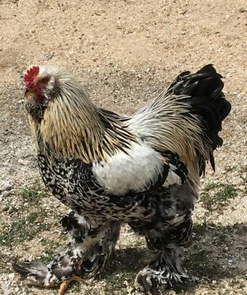 Brama cuceleri. Her yawda temiz cins brama cuceleri: gold, dark, light