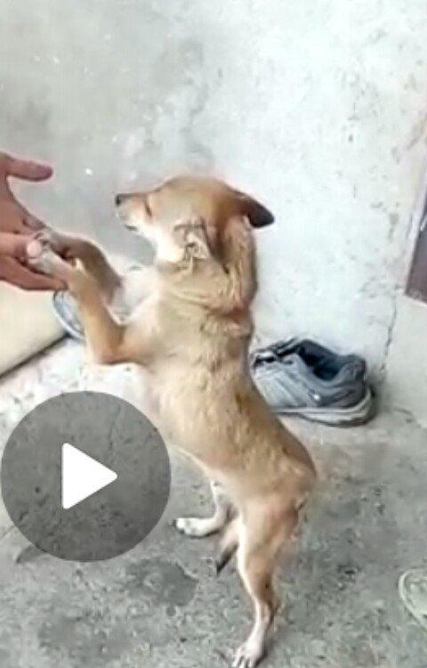 dişi zvanok 1 yas 7 ayliqdi 2 defe bala verib.40 azn qiymet sondu