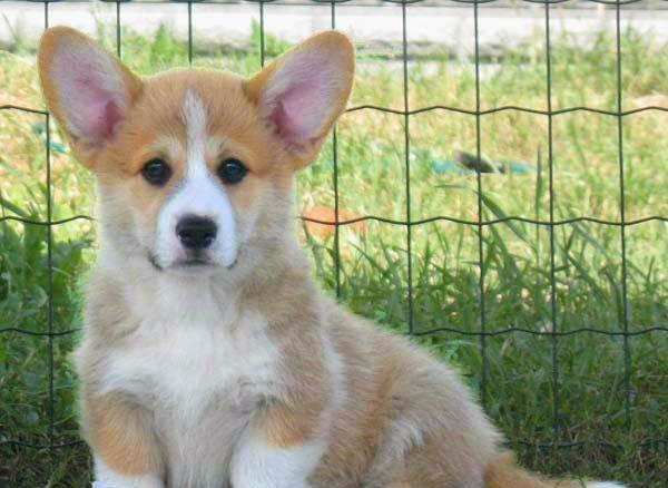 -Щенки КОРГИ рыже-белого . Документы ФЦИ- КСУ . Вакцинация обработка