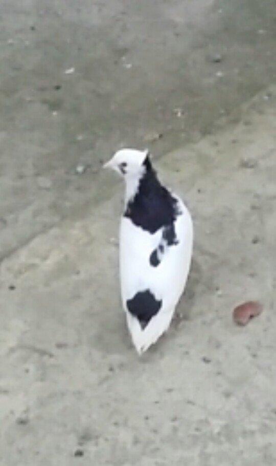 Satilir kekilli mayadi. Quyrugu cirk idi gore yolmuwdum. Indi ujee bir