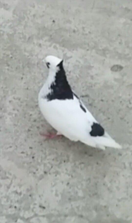 Satilir kekilli mayadi. Quyrugu cirk idi gore yolmuwdum. Indi ujee bir