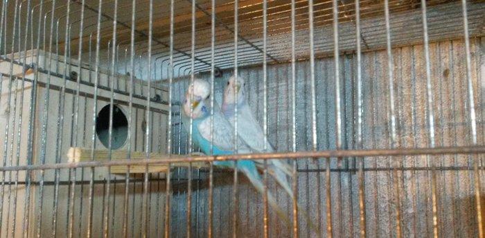 Bir cüt cex qarişığı olan spenqıl quslar satilir. Erkey goy maya