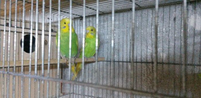 Bir cüt  cex qarişığı olan spenqıl quslar satilir. Iri ve aktiv