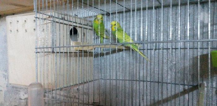 Bir cüt  cex qarişığı olan spenqıl quslar satilir. Iri ve aktiv