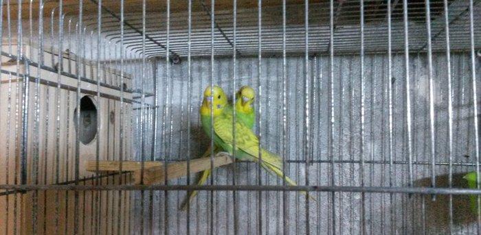 Bir cüt  cex qarişığı olan spenqıl quslar satilir. Iri ve aktiv