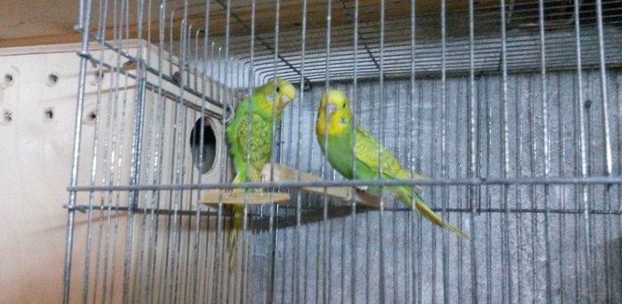 Bir cüt  cex qarişığı olan spenqıl quslar satilir. Iri ve aktiv