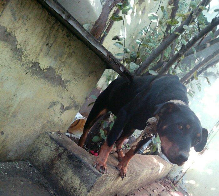 Rotwailer disi satilir texminen 6,7 ayliq olar deqiq bilmirem yasin v