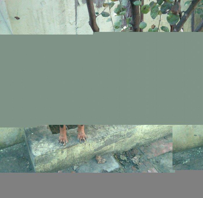 Rotwailer disi satilir texminen 6,7 ayliq olar deqiq bilmirem yasin v