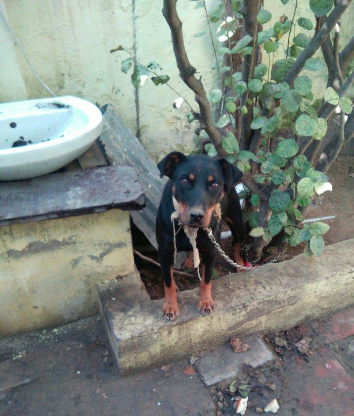 Rotwailer disi satilir texminen 6,7 ayliq olar deqiq bilmirem yasin v