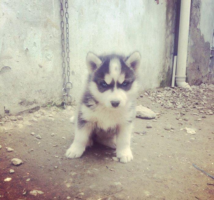 Salam temiz xaski balaları satılır 3 erkek qalıb her 2 gözleride göydü