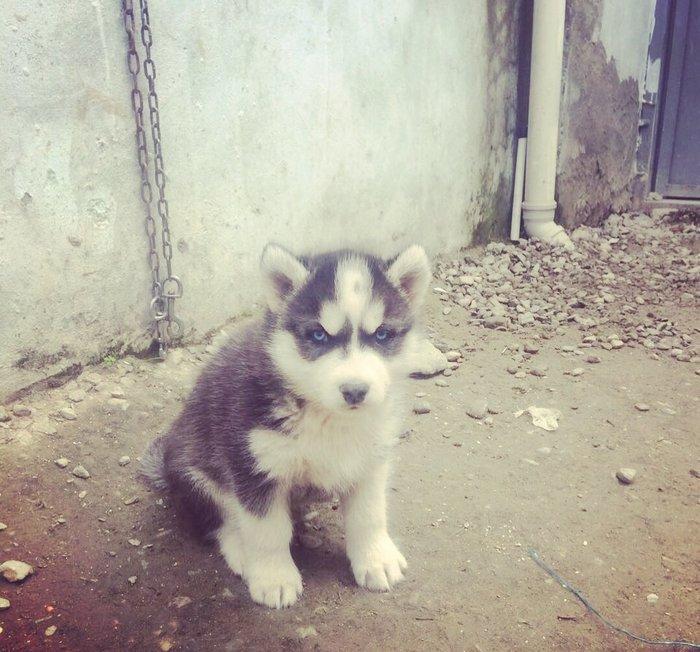 Salam temiz xaski balaları satılır 3 erkek qalıb her 2 gözleride göydü
