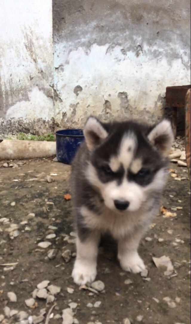 Salam temiz xaski balaları satılır 3 erkek qalıb her 2 gözleride göydü