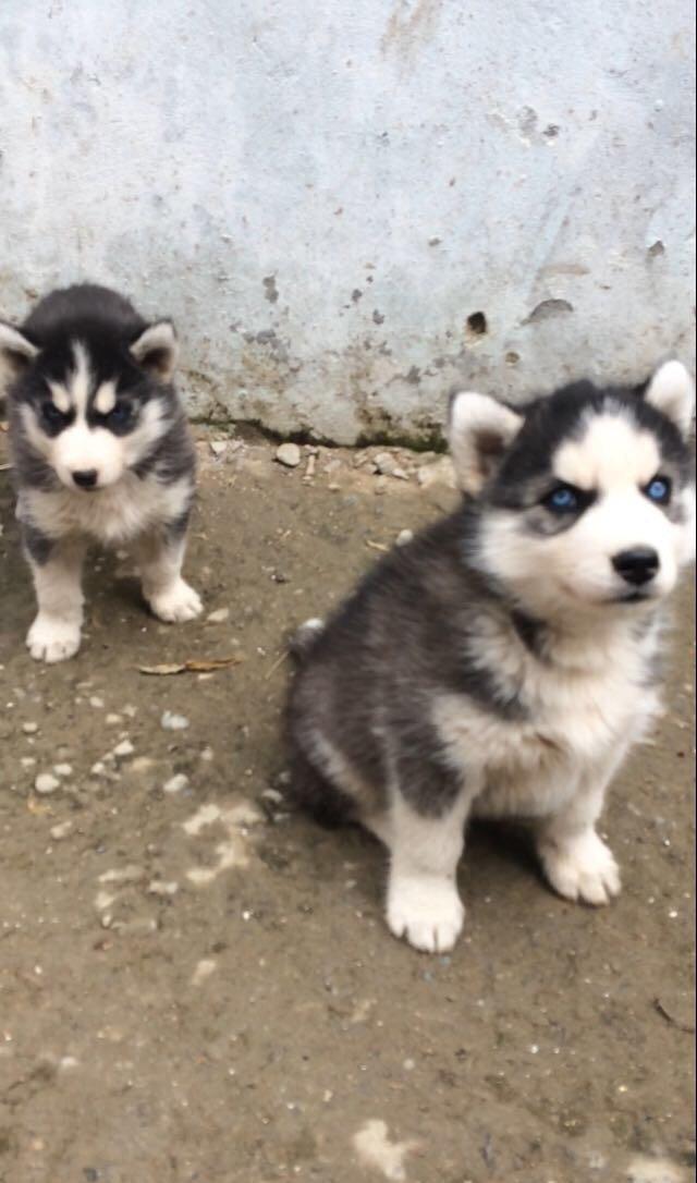Salam temiz xaski balaları satılır 3 erkek qalıb her 2 gözleride göydü