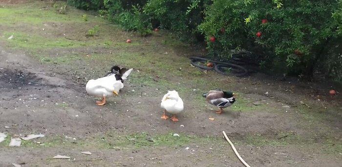 Bir cut rasisqi kuban ordeyi 16 aylıq. (((bİrİ 25 azn))) sulutepe elvi