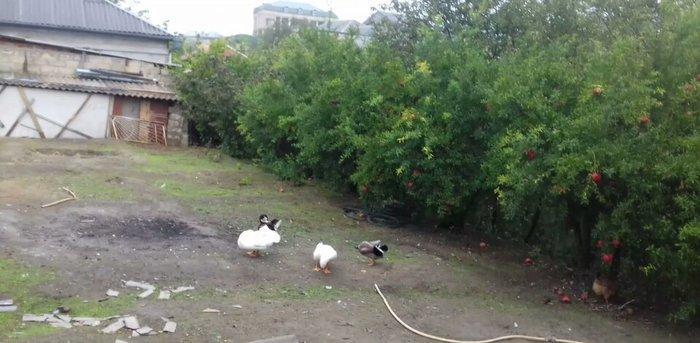 Bir cut rasisqi kuban ordeyi 16 aylıq. (((bİrİ 25 azn))) sulutepe elvi