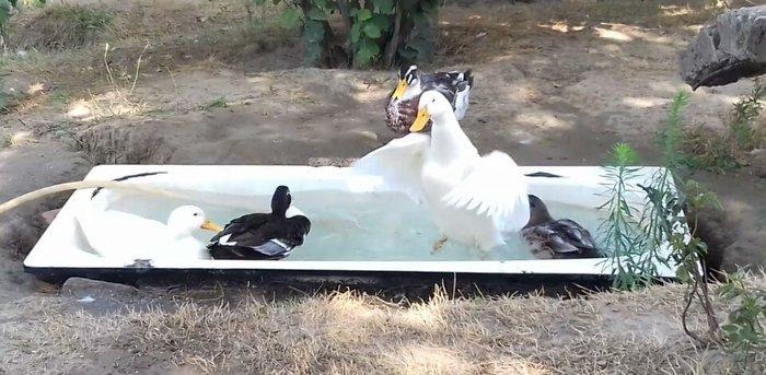 Bir cut rasisqi kuban ordeyi 16 aylıq. (((bİrİ 25 azn))) sulutepe elvi