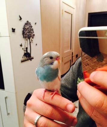 Papuqaylar satılır. İki denedi tam saglam ele öyredilmiw elden den yey