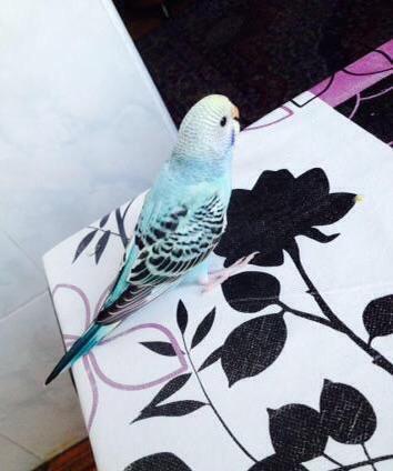 Papuqaylar satılır. İki denedi tam saglam ele öyredilmiw elden den yey