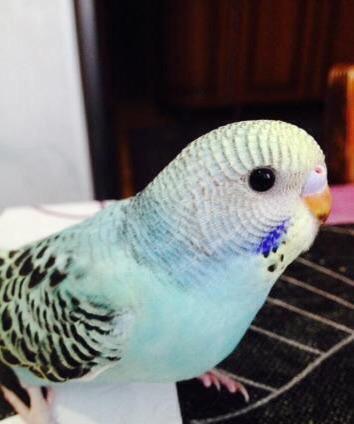 Papuqaylar satılır. İki denedi tam saglam ele öyredilmiw elden den yey