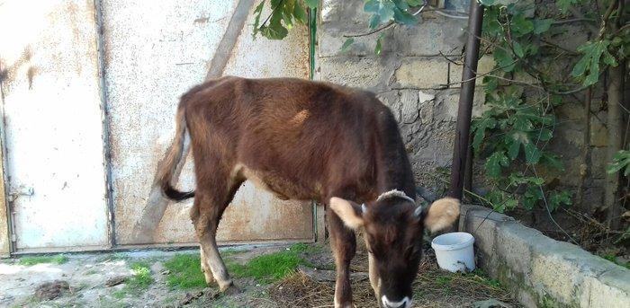 bordax danalar 3 dənə razılaşmaq yolu ilə qiyməti biri 1200 manat