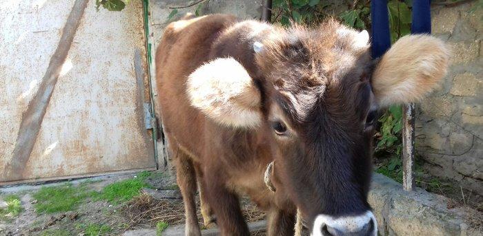 bordax danalar 3 dənə razılaşmaq yolu ilə qiyməti biri 1200 manat