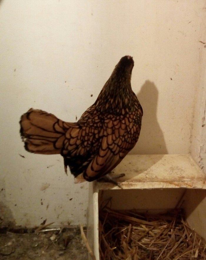 sağlam temiz qan tam mayalı Gumusu ve Qizili Zibrayit yumurtası satira