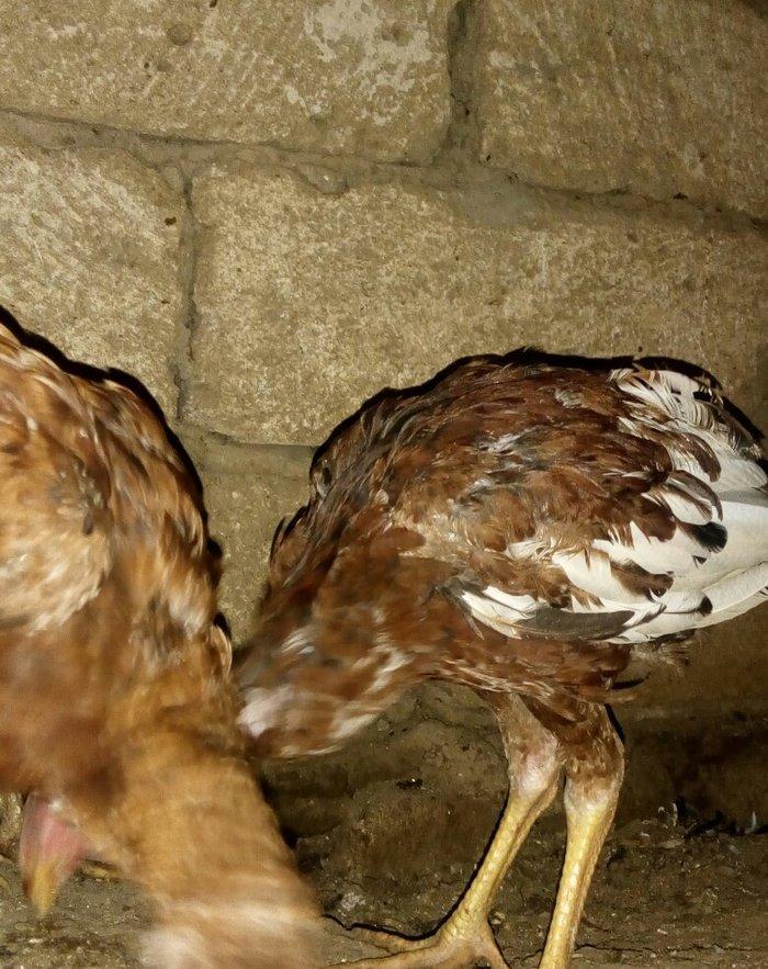 heyratı hər ayda hər yaşda heyratı vaxtım yoxdur baxmağa ona görə satı