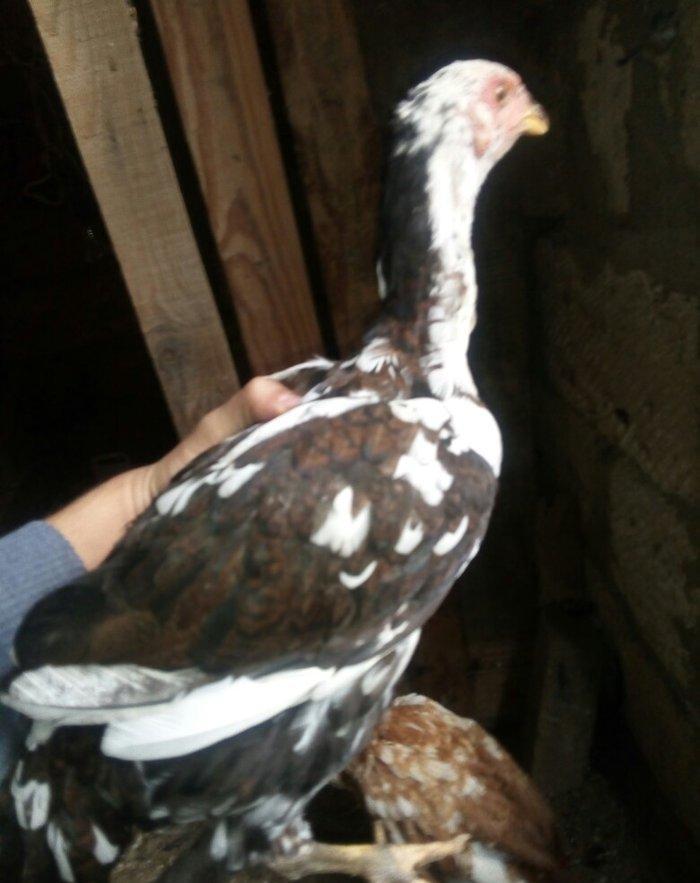 heyratı hər ayda hər yaşda heyratı vaxtım yoxdur baxmağa ona görə satı