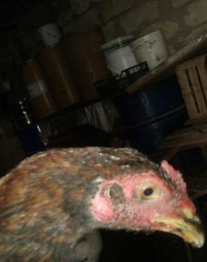 heyratı hər ayda hər yaşda heyratı vaxtım yoxdur baxmağa ona görə satı