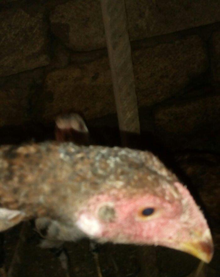 heyratı hər ayda hər yaşda heyratı vaxtım yoxdur baxmağa ona görə satı