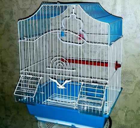 Teze qefes satilir. Su qabi ,yem qabi, papuqay durmasi ucun cubuq ve