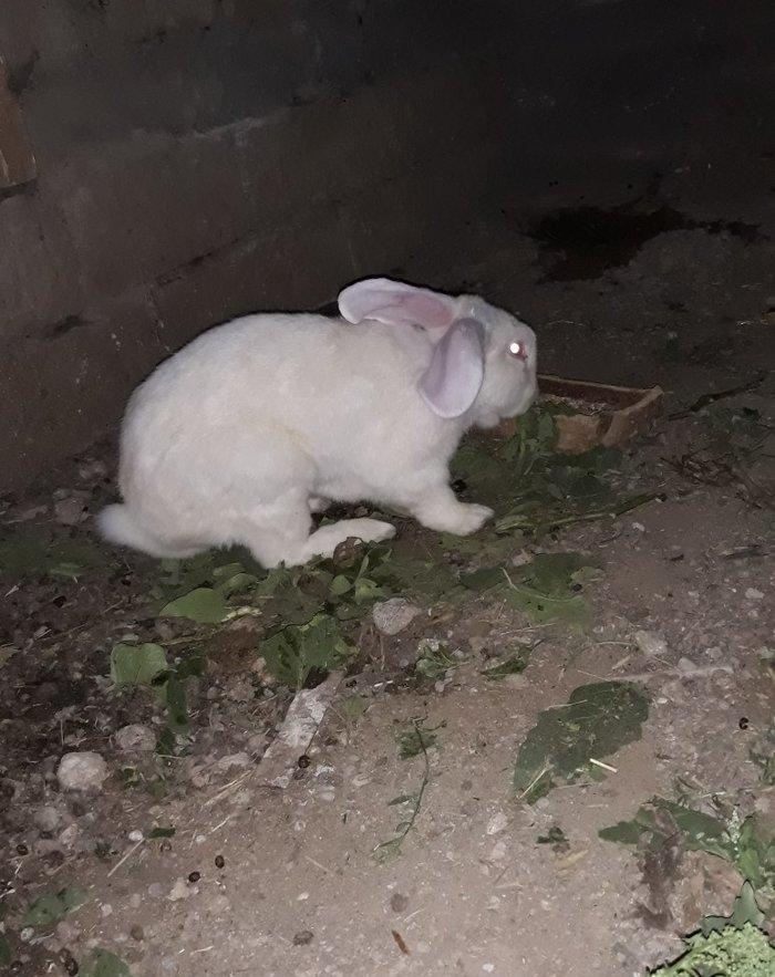 Dosan ve dosan balasi satiram. Xayis edirem bu nomreye zeng edesiz