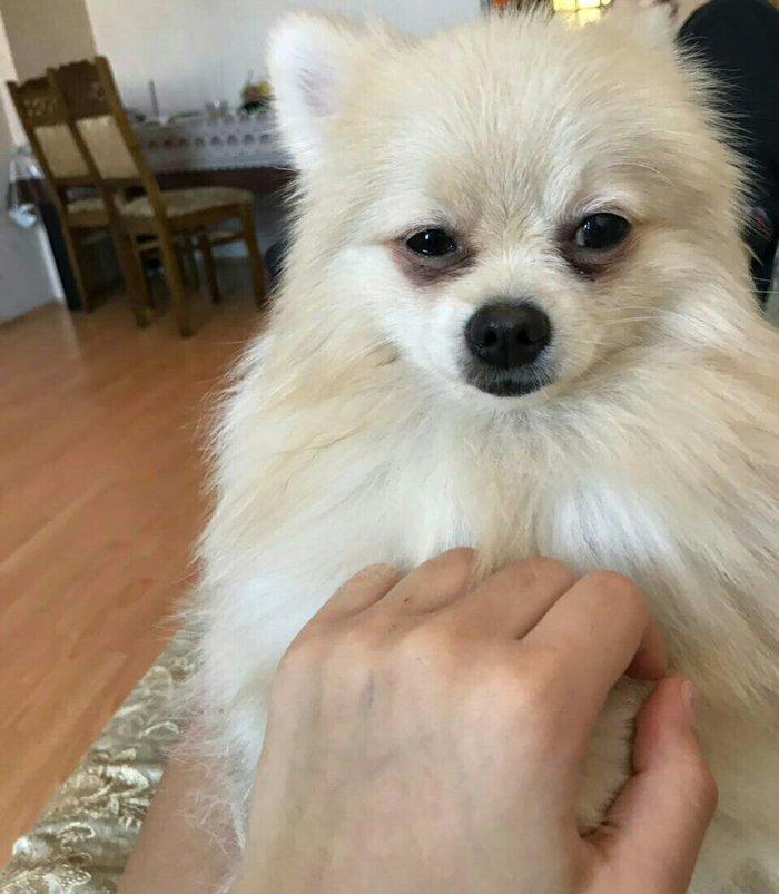 temız ev ıtıdı hecbır xesdelıyı yoxdu pasbortu var  cınsı erkeydı  1