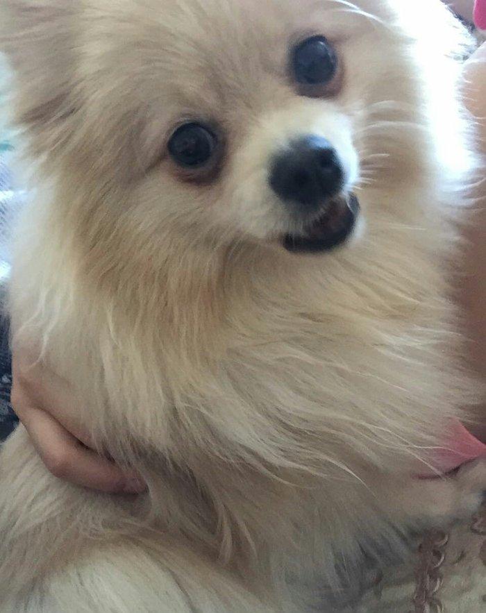 temız ev ıtıdı hecbır xesdelıyı yoxdu pasbortu var  cınsı erkeydı  1