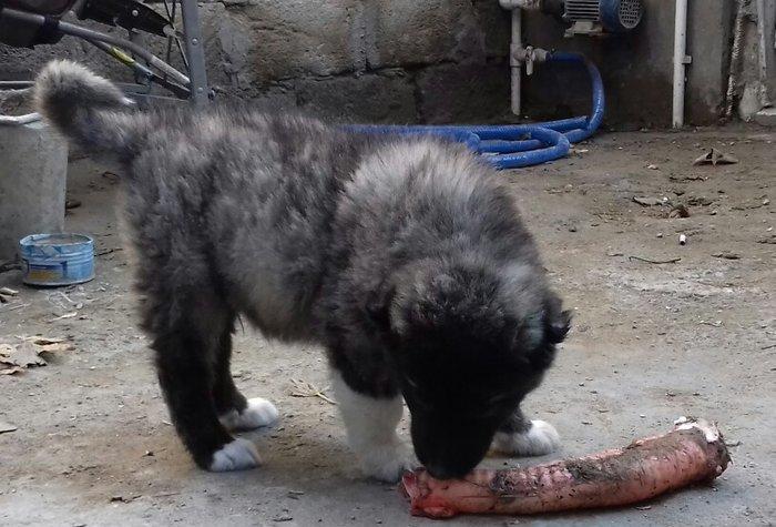 Şamaxi coban itidi 40 gunluk kucuydu ite baxanda bilinir nece it oldug