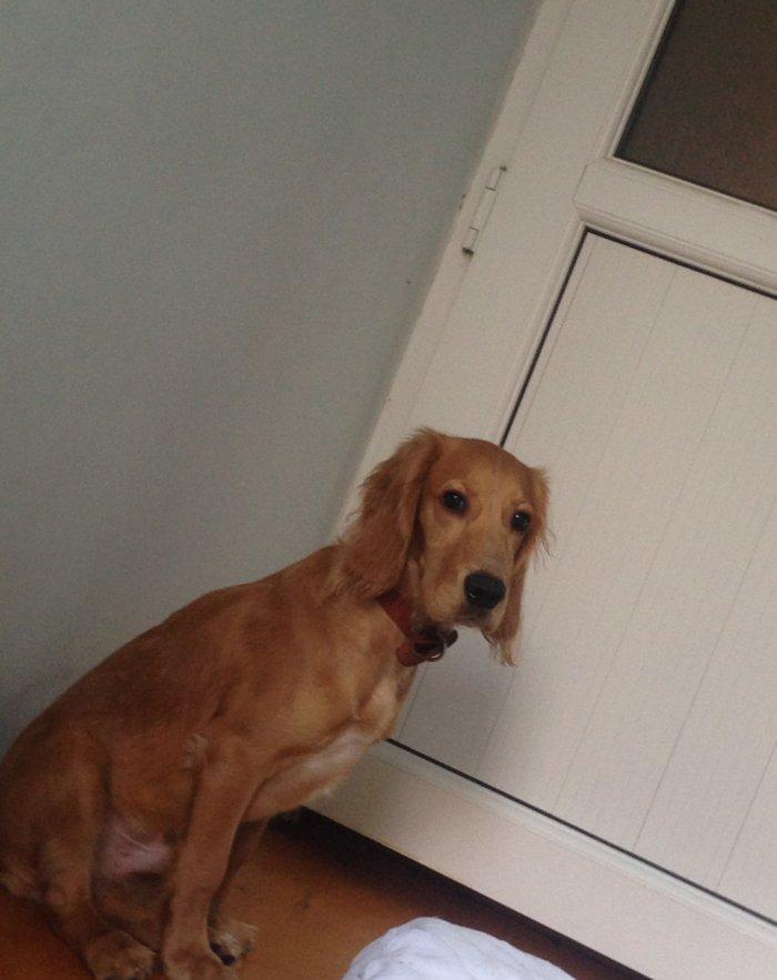 Спаниель 6 месяцев очень добрый ласковый любит детей мальчик очень хор