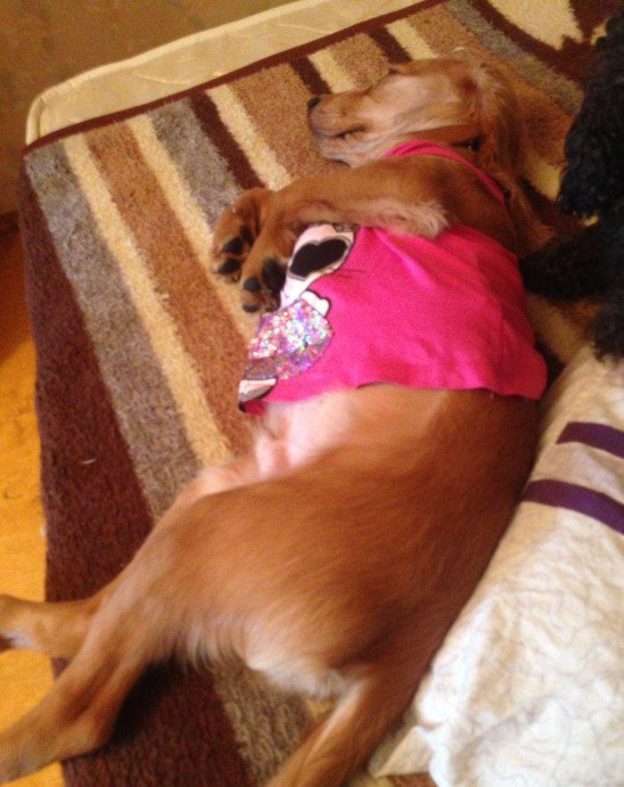 Спаниель 6 месяцев очень добрый ласковый любит детей мальчик очень хор