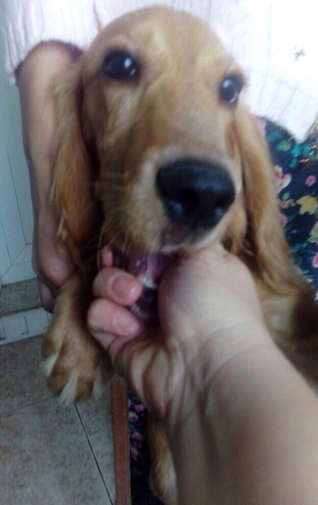 Спаниель 6 месяцев очень добрый ласковый любит детей мальчик очень хор