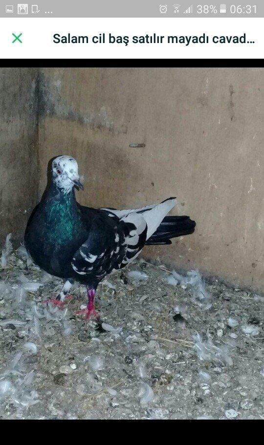 Salam quş satılır mayadı cavan quşdu cütə hazırdı.hec bir prablemi yox