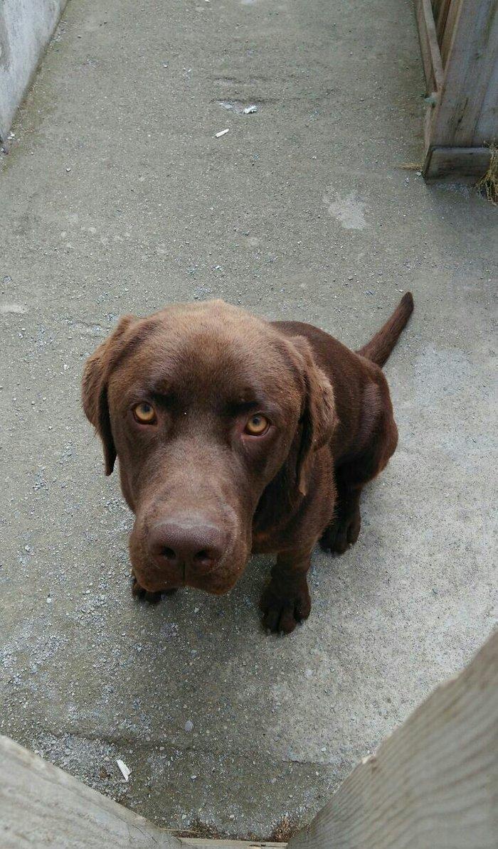 Labrador retriever.. Erkeydi.. 1 yash 6 ayliqdi.. Shokolad rengi.. Rea