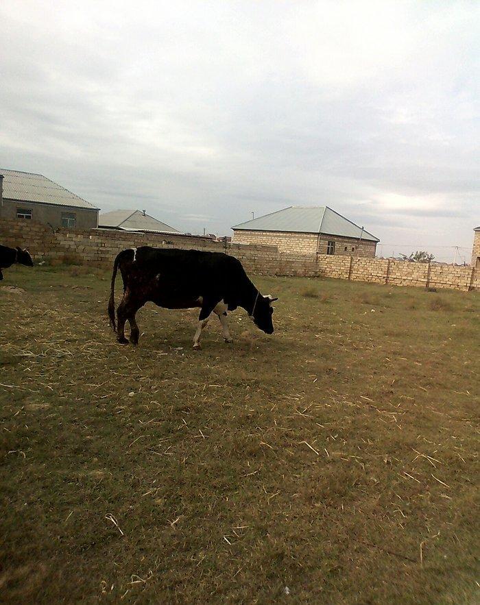 ineyler satilir. 3 dene heyvandi . 2 balali bir bogaz iney . balalilar