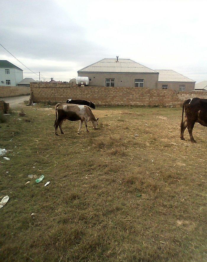 ineyler satilir. 3 dene heyvandi . 2 balali bir bogaz iney . balalilar