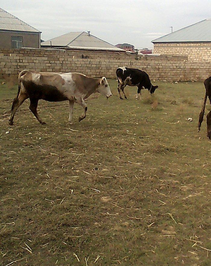 ineyler satilir. 3 dene heyvandi . 2 balali bir bogaz iney . balalilar