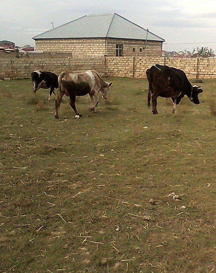 ineyler satilir. 3 dene heyvandi . 2 balali bir bogaz iney . balalilar